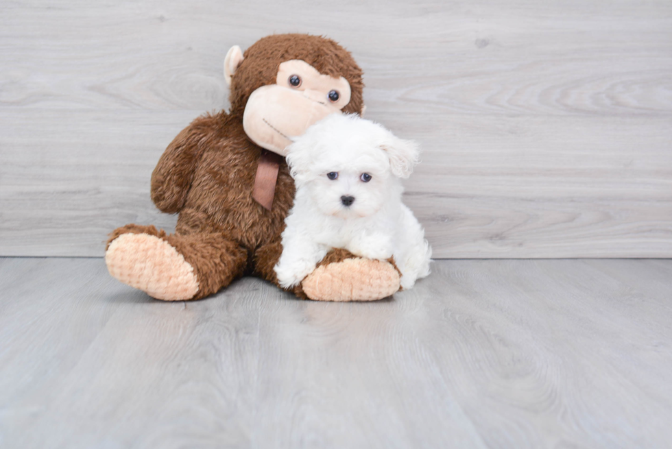 Popular Maltese Purebred Pup