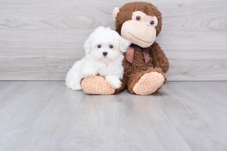 Adorable Maltese Purebred Puppy