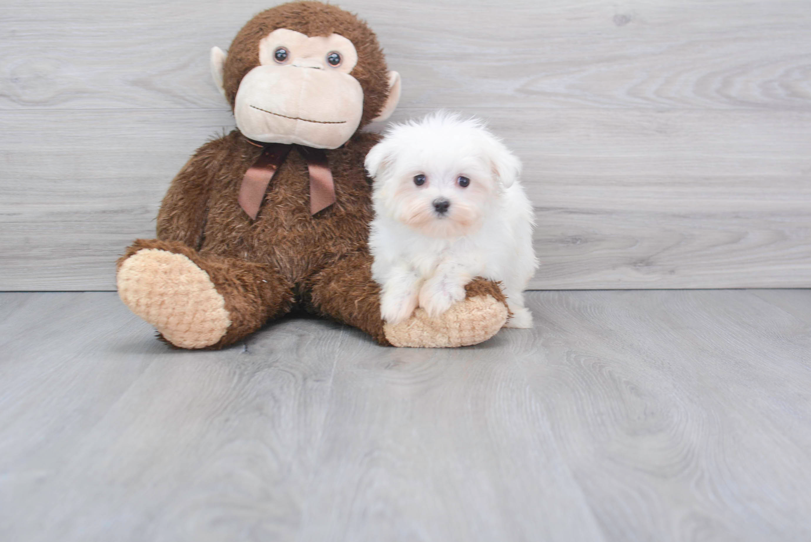 Best Maltese Baby