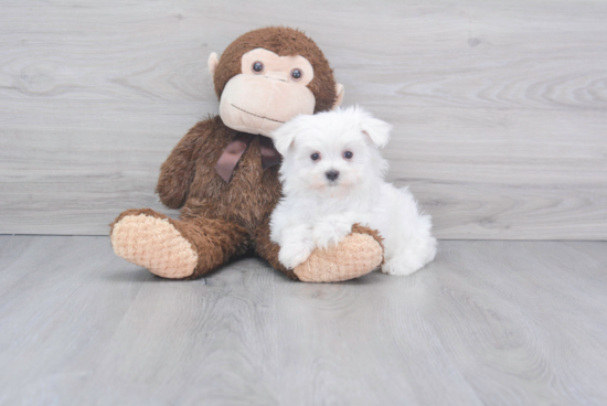 Maltese Puppy for Adoption