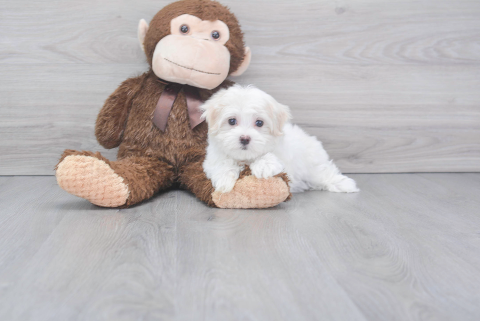 Hypoallergenic Maltese Purebred Pup