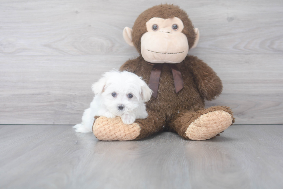 Maltese Pup Being Cute