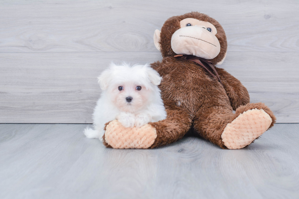 Friendly Maltese Purebred Pup