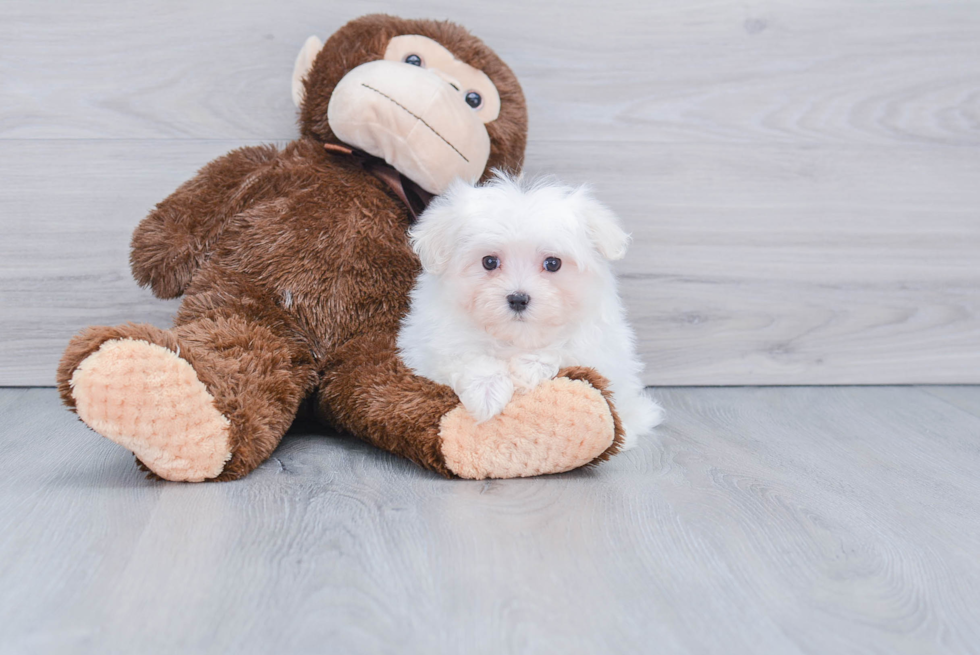 Maltese Pup Being Cute