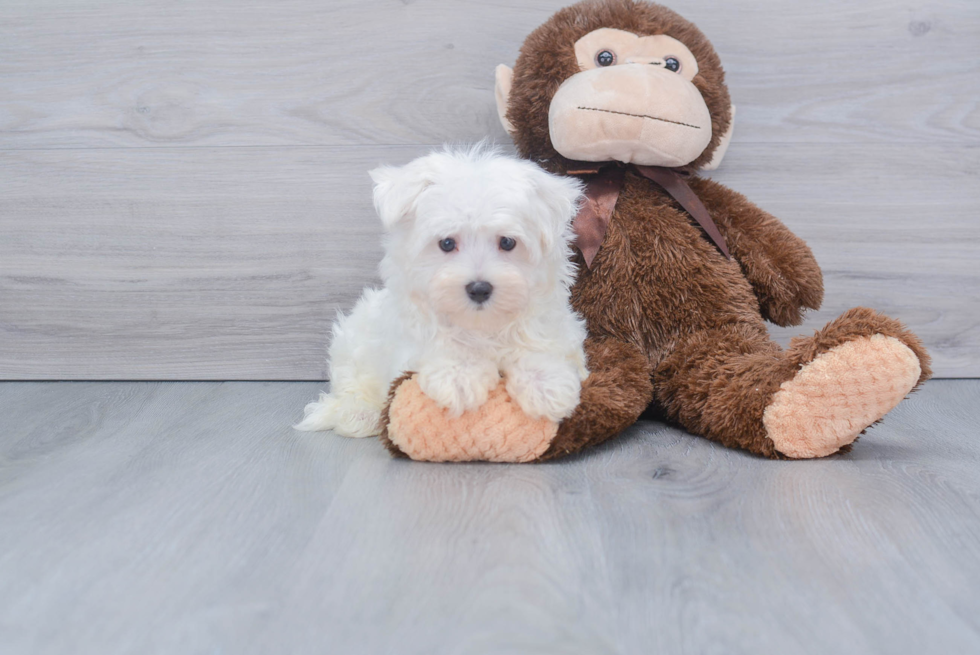 Sweet Maltese Purebred Puppy