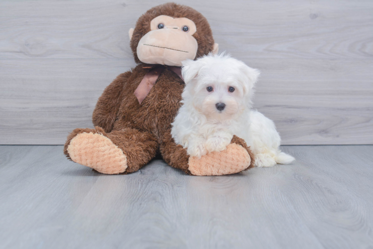 Maltese Pup Being Cute