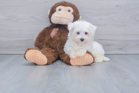 Maltese Pup Being Cute