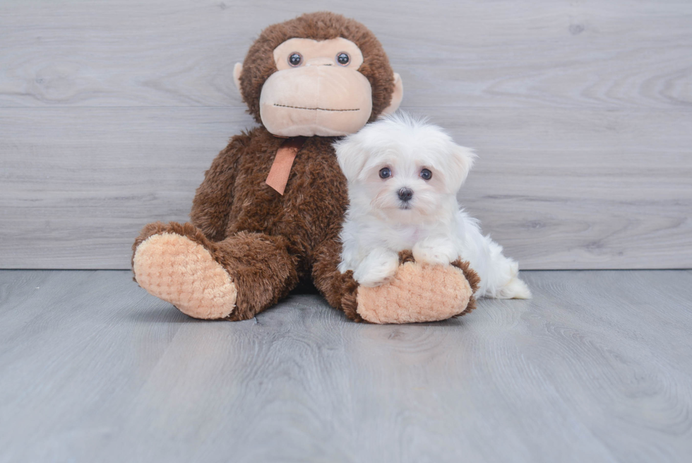 Playful Maltese Purebred Pup