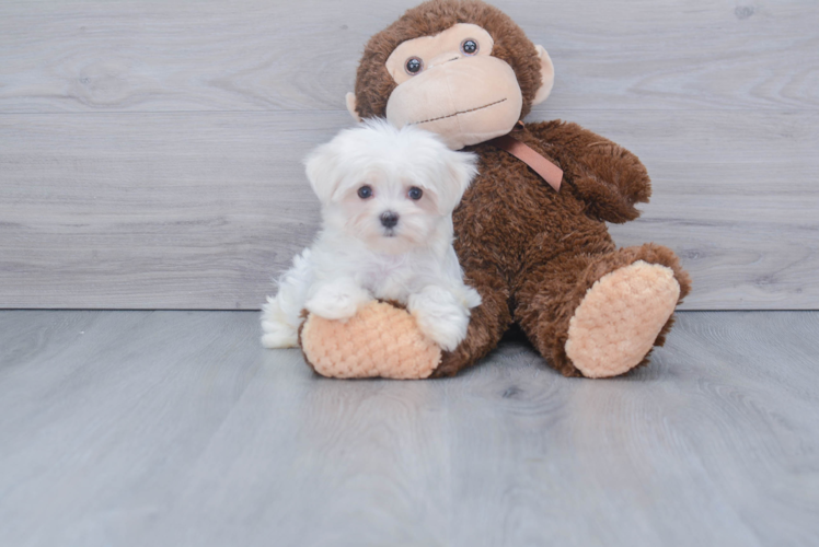 Maltese Puppy for Adoption