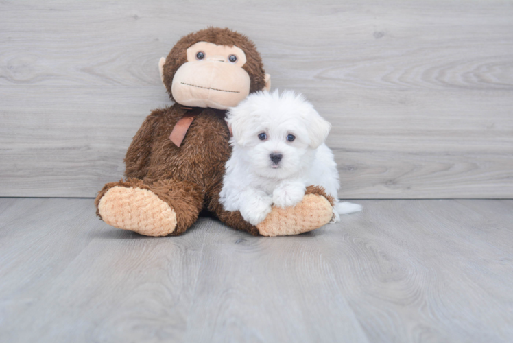 Sweet Maltese Purebred Puppy