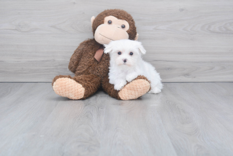 Maltese Pup Being Cute