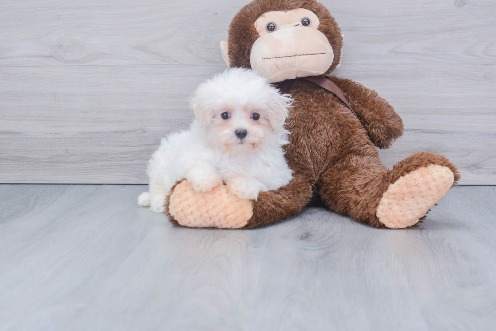 Little Maltese Purebred Pup