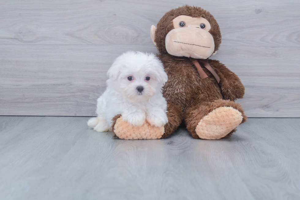 Maltese Pup Being Cute