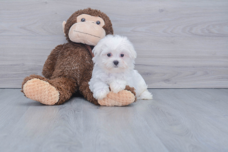 Energetic Maltese Purebred Puppy