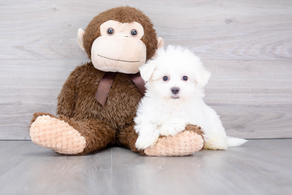 Playful Maltese Purebred Pup