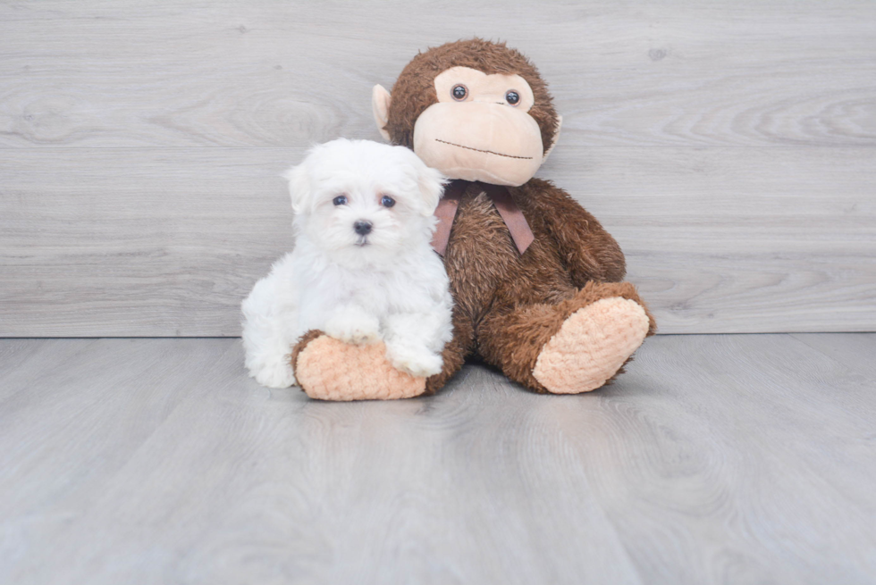 Maltese Pup Being Cute