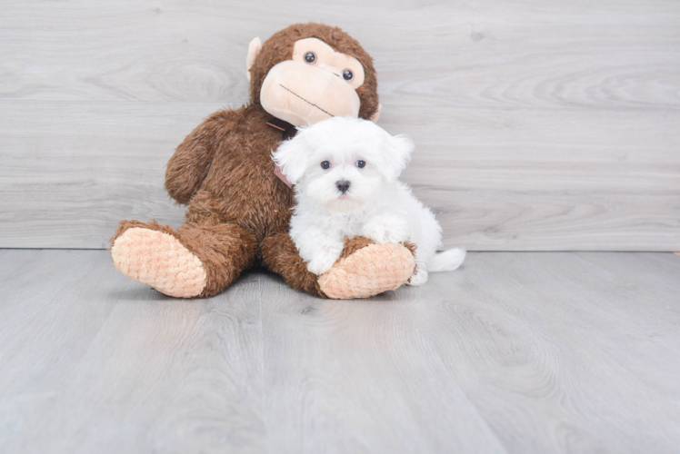 Little Maltese Baby