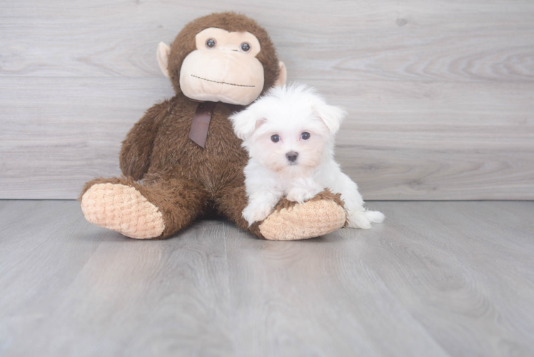 Maltese Pup Being Cute