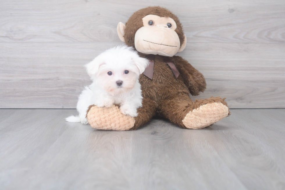 Friendly Maltese Baby