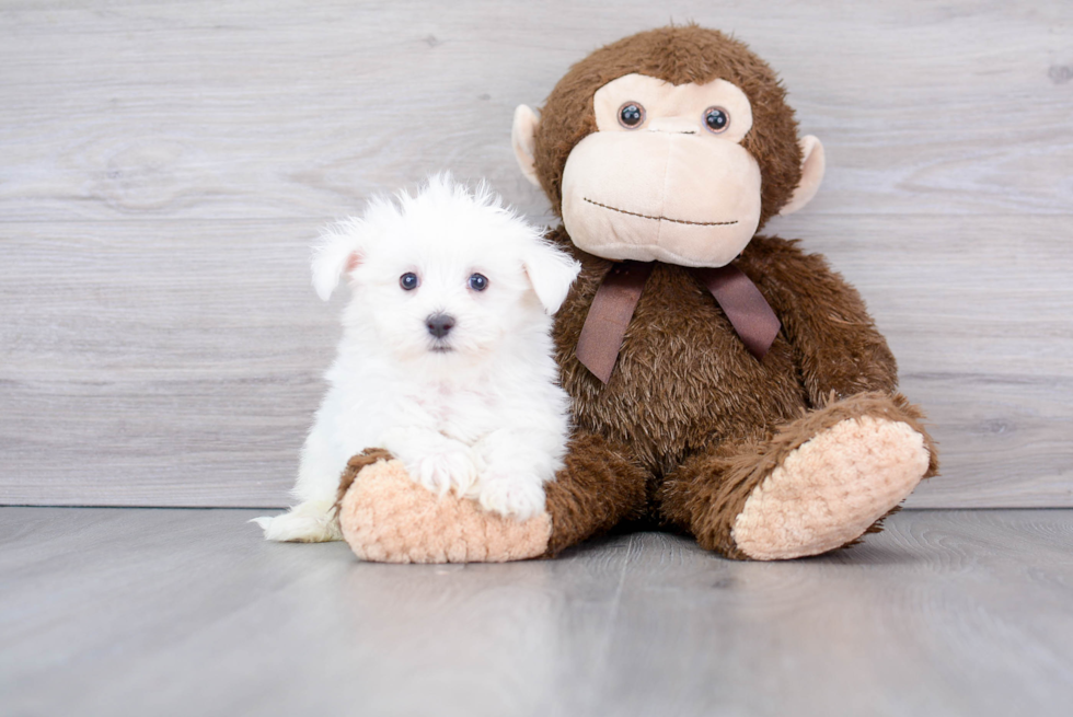Maltese Puppy for Adoption