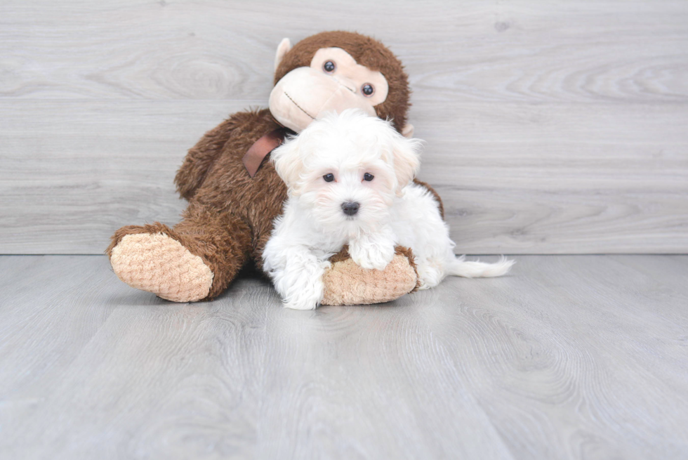 Petite Maltese Purebred Puppy