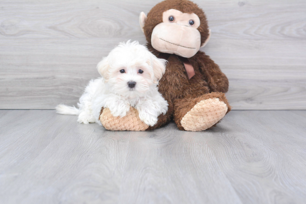 Maltese Pup Being Cute