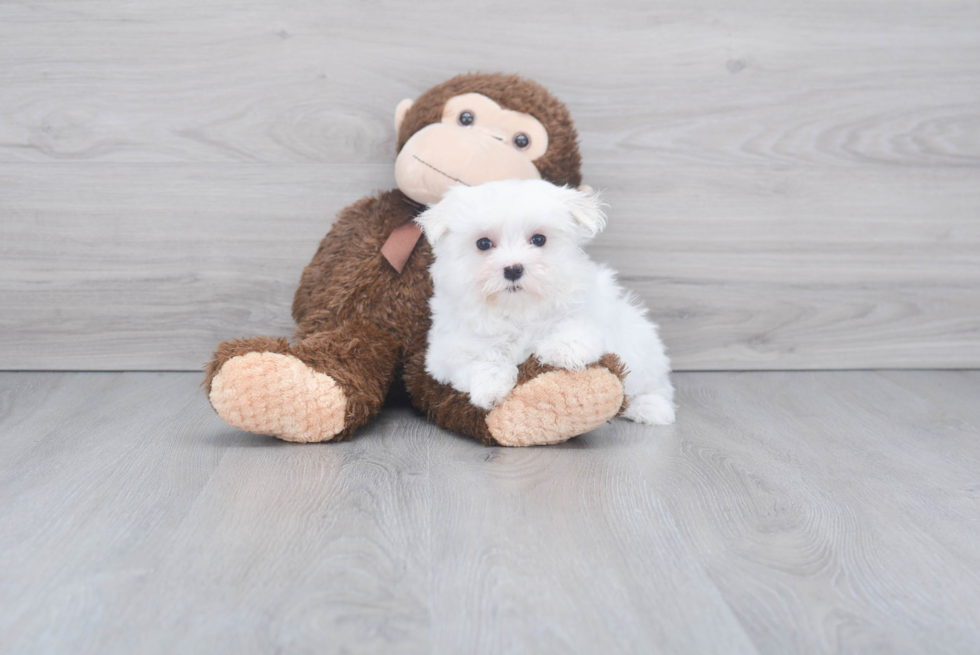 Small Maltese Purebred Pup