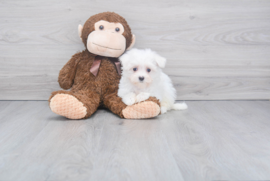 Maltese Pup Being Cute