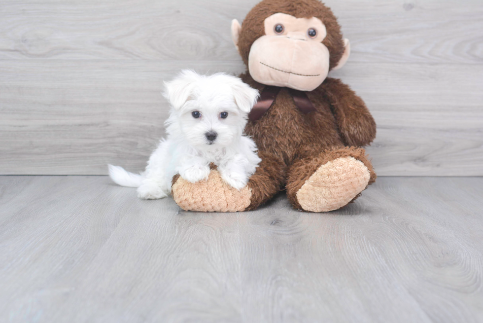 Fluffy Maltese Purebred Puppy