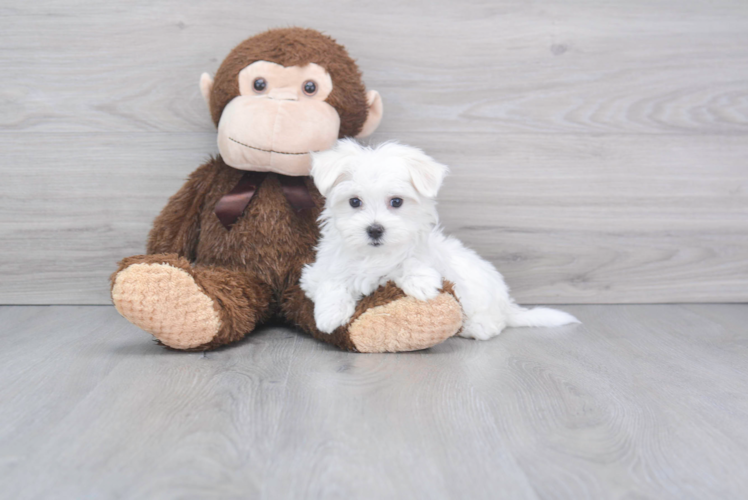 Smart Maltese Purebred Puppy