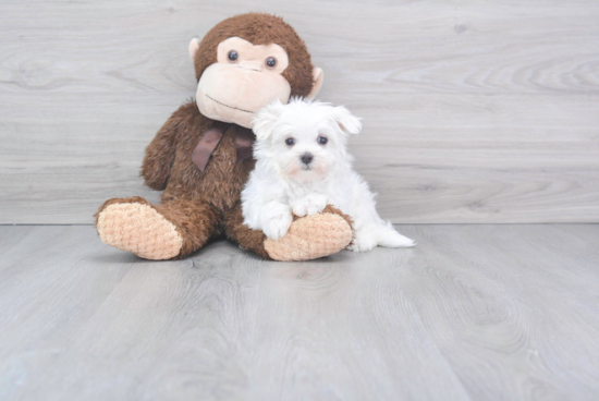 Happy Maltese Purebred Puppy