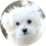 Maltese Puppies For Sale - Premier Pups Maltese Puppies For Sale - Premier Pups