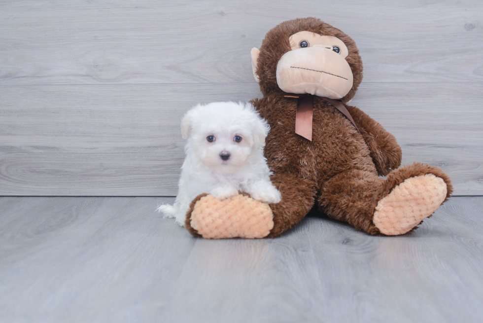 Maltese Puppy for Adoption