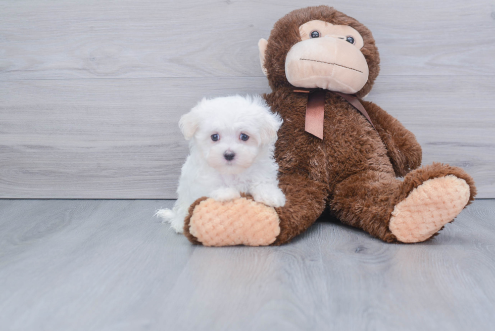 Adorable Maltese Purebred Puppy