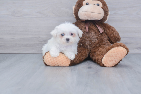 Sweet Maltese Purebred Puppy