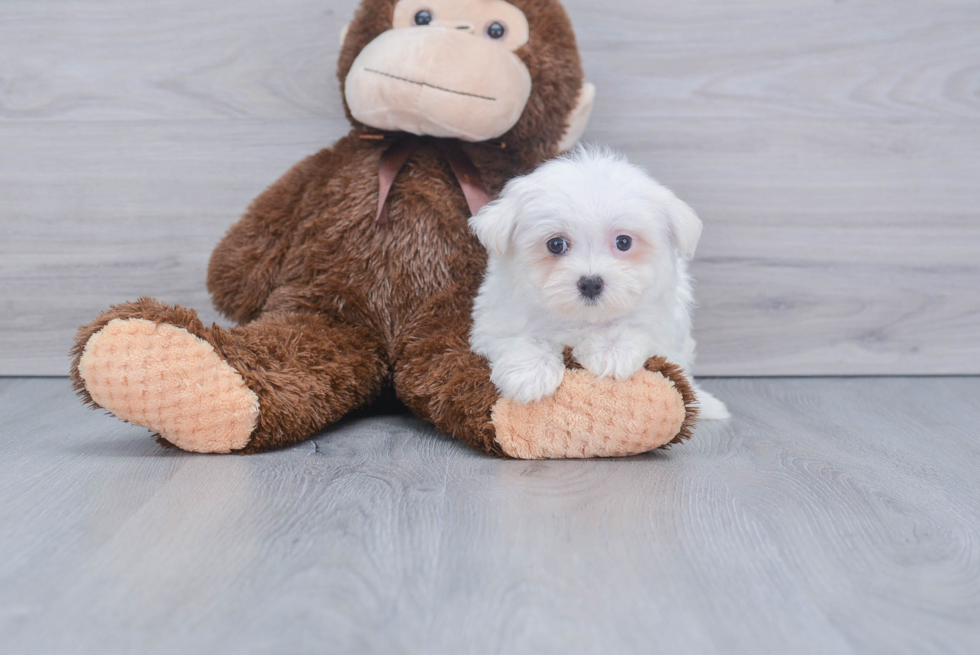 Cute Maltese Purebred Puppy