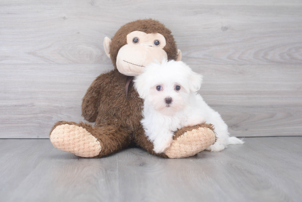 Small Maltese Purebred Pup