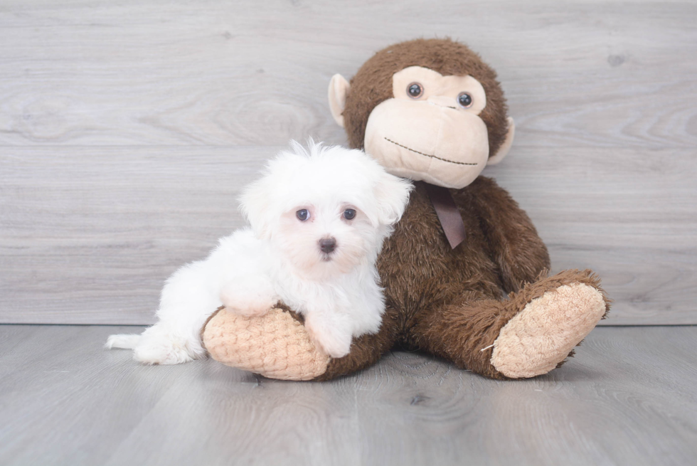 Energetic Maltese Purebred Puppy