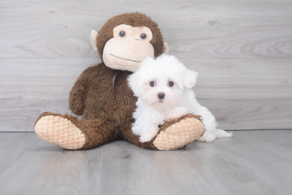 Maltese Puppy for Adoption