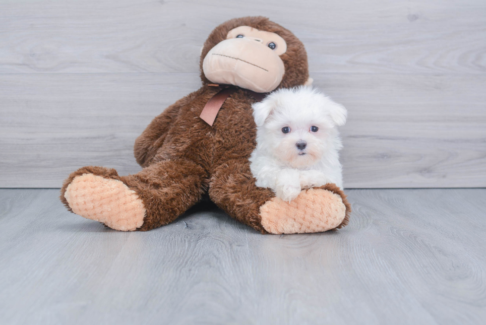 Popular Maltese Baby