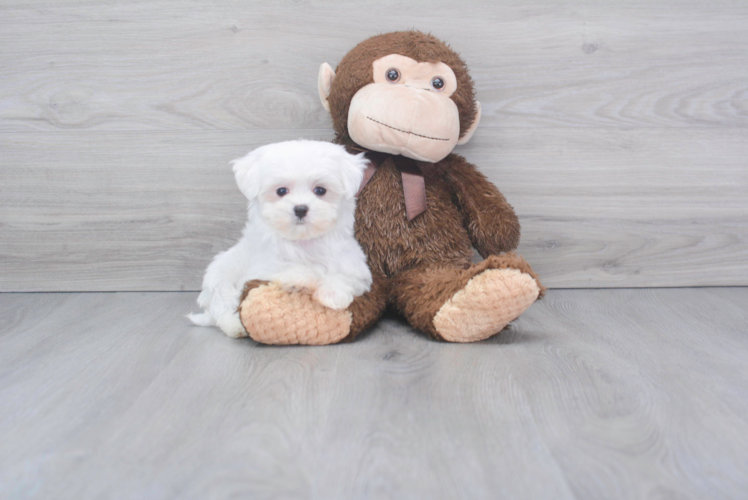 Maltese Pup Being Cute