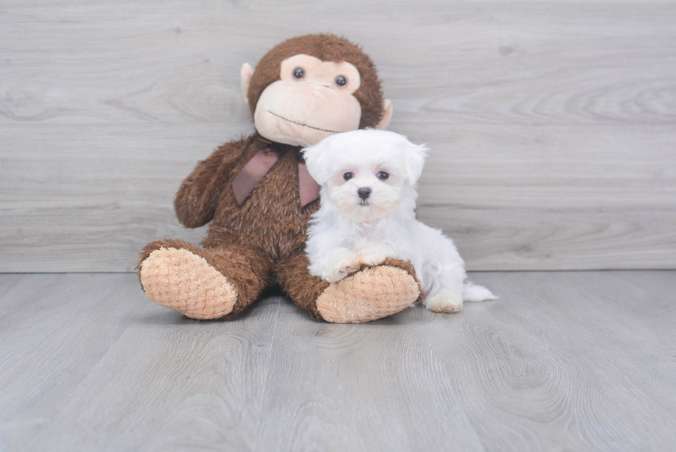 Maltese Pup Being Cute