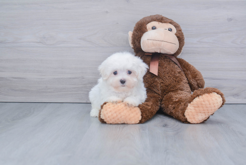 Little Maltese Baby