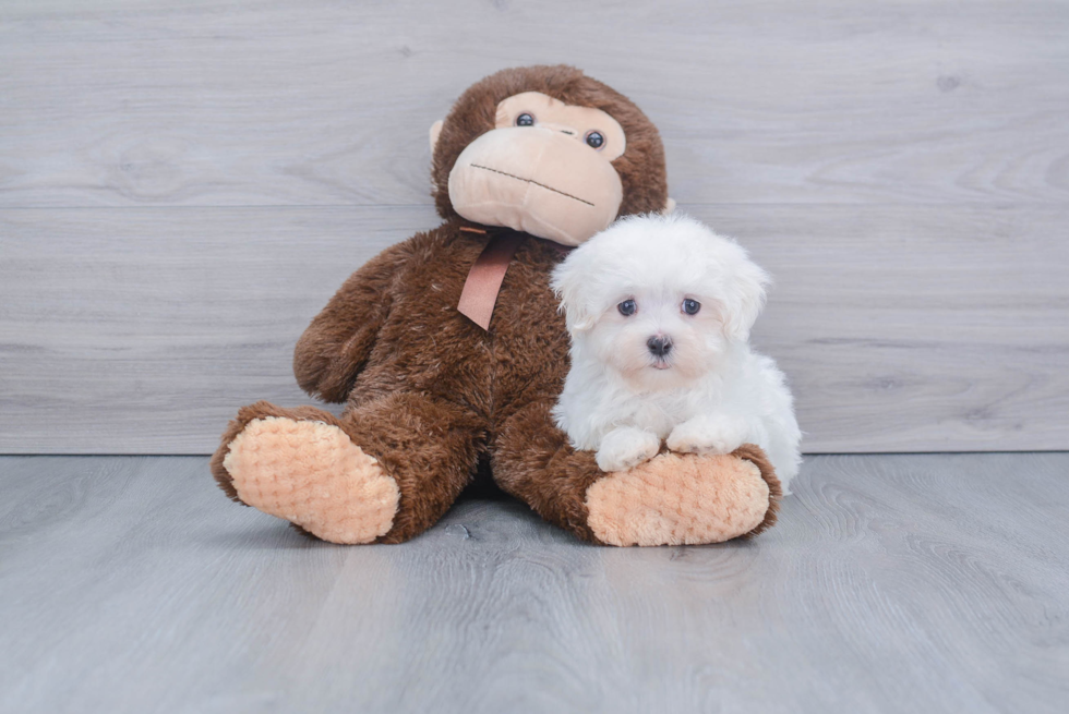 Small Maltese Purebred Pup