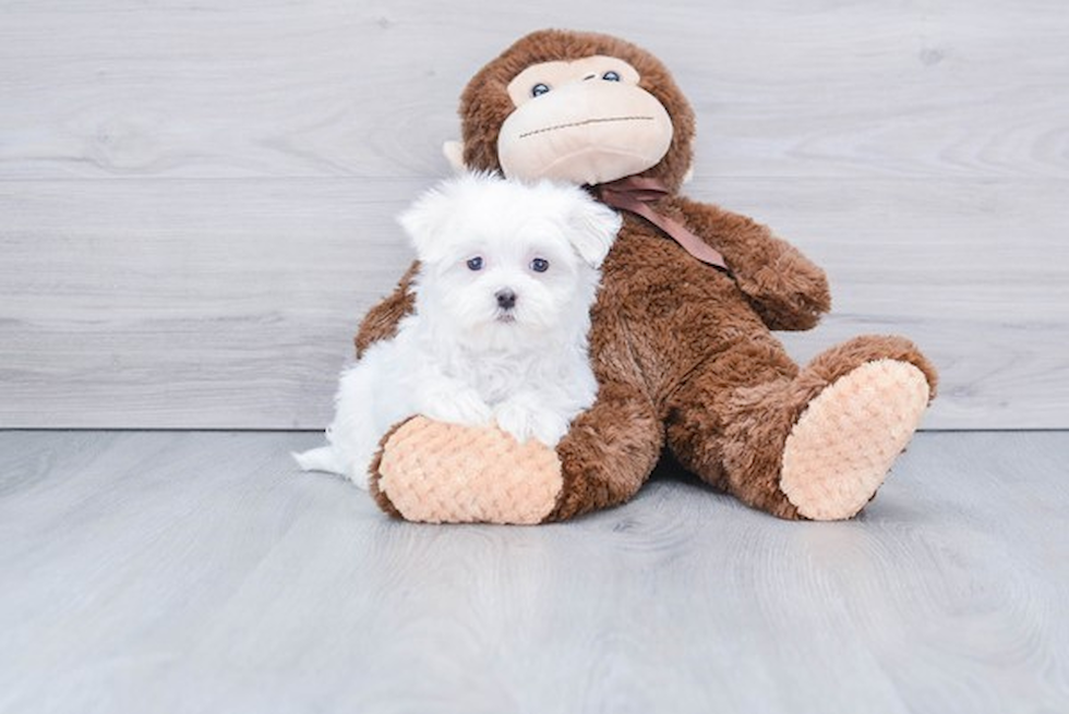 Maltese Pup Being Cute