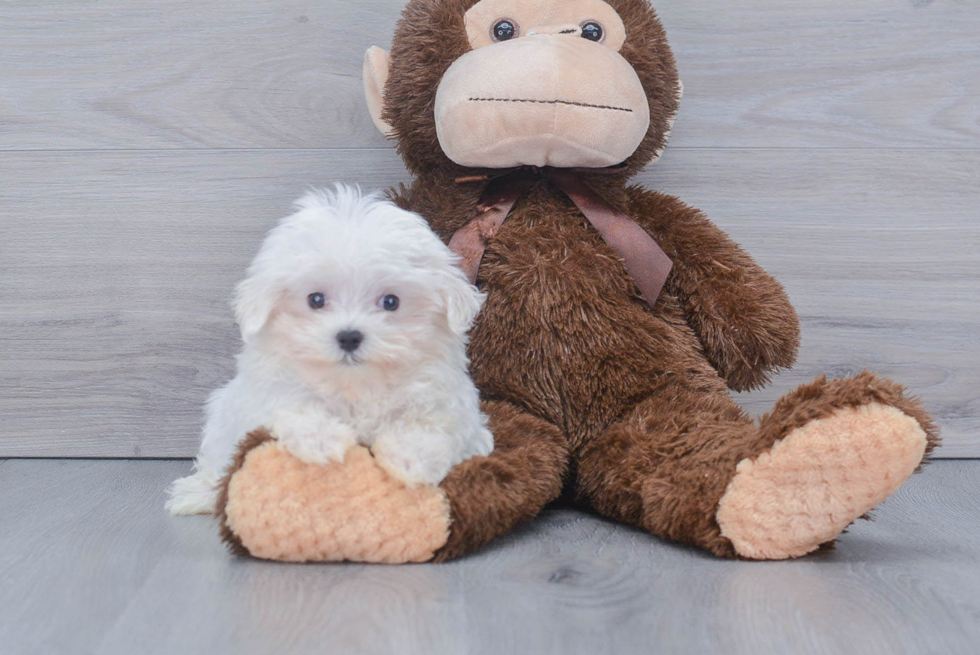 Maltese Pup Being Cute