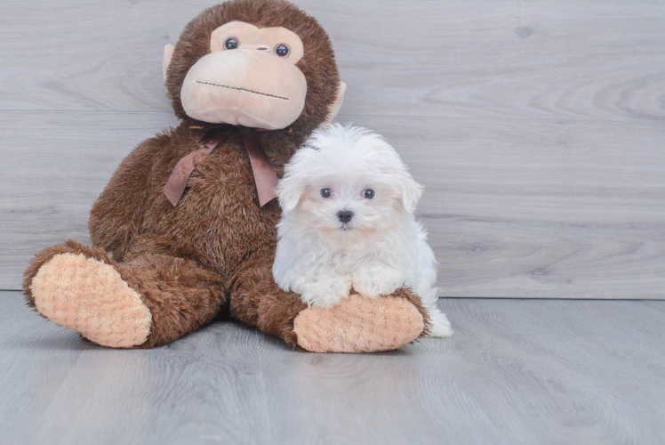 Maltese Pup Being Cute