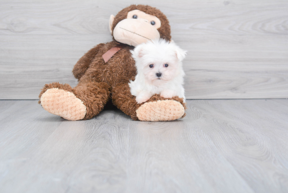 Adorable Maltese Purebred Puppy