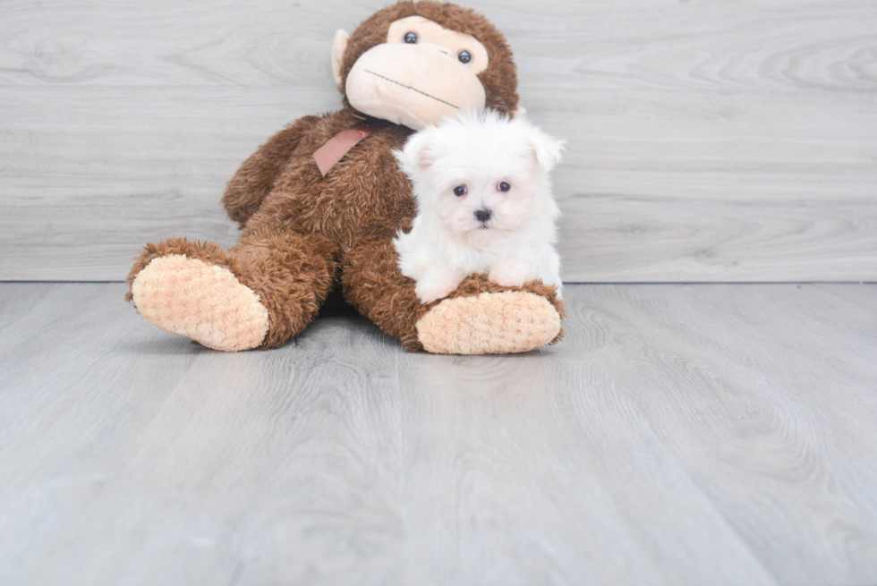 Friendly Maltese Purebred Pup