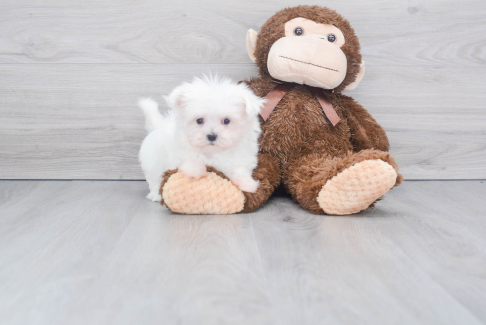 Sweet Maltese Purebred Puppy